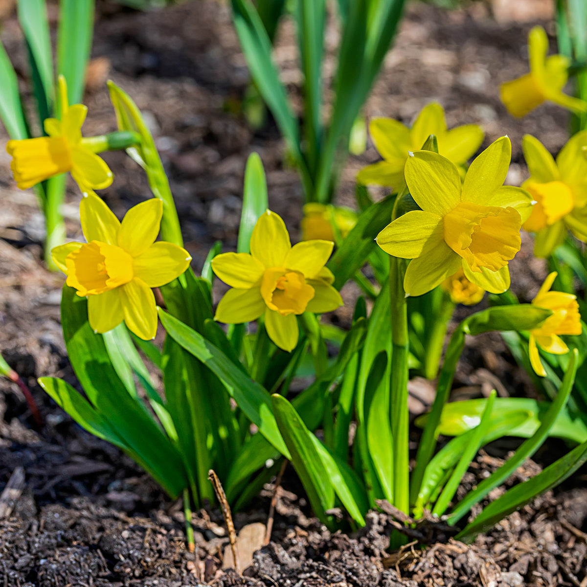 Narzissen 'Tête-à-Tête' (x10) - Narcissus cyclamineus Tête à Tête - Willemse