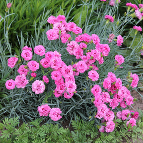 Feder-Nelke 'Fortuna' (x2) - Dianthus plumarius roseus - Willemse