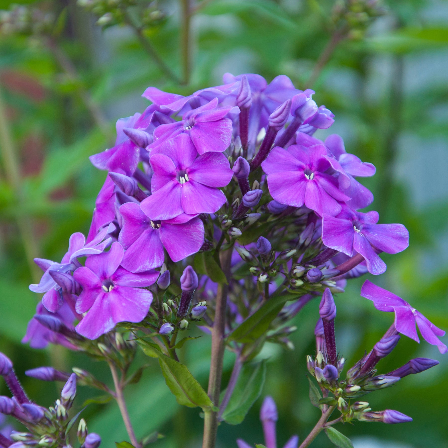 Flammenblume 'Amethyst' - Willemse