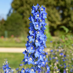Rittersporn ‘Ciel Bleu’ (x5) - Delphinium ciel bleu - Willemse