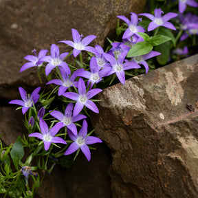 Verkauf Hängepolster-Glockenblume - Campanula poscharskyana