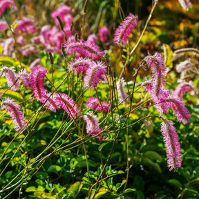 Sanguisorba obtusa, Veronicastrum virginicum Cupid - Pimpernellen- & Ehrenpreis-Kollektion (x5) - Wiesenknopf