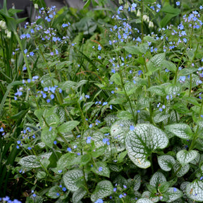 Kaukasisches Vergissmeinnicht Emerald Mist ® - Brunnera macrophylla Emerald Mist ® - Willemse