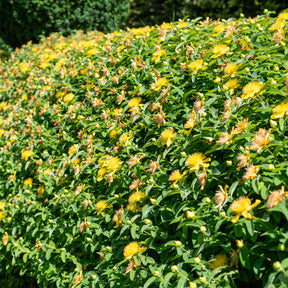 Johanniskraut (x5) - Willemse