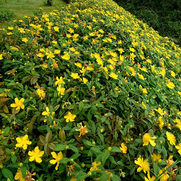 Johanniskraut (x5) - Hypericum calycinum