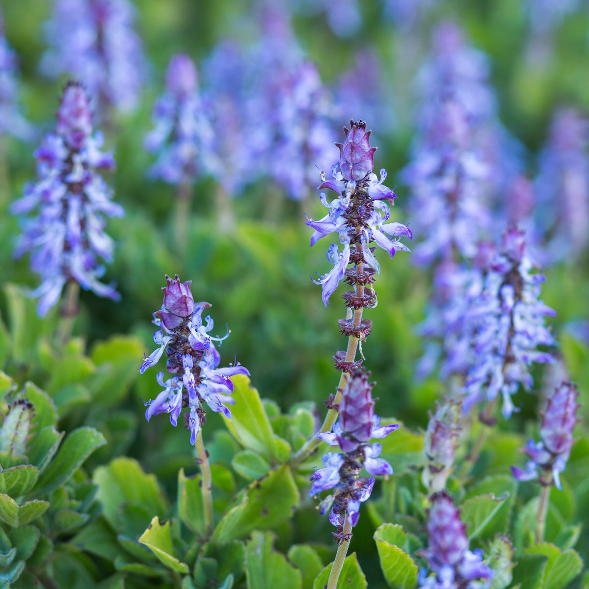 Coleus canina (x3) - Willemse