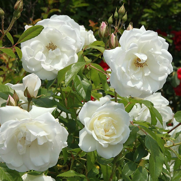 Strauchrose Helga - Willemse