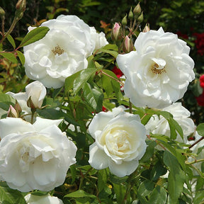 Kollektion Edelrosen (Black Baccara, Candy stripe, Helga) (x3)