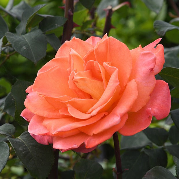 Kletterrosen - Kletterrose Metanoia - Rosa metanoia
