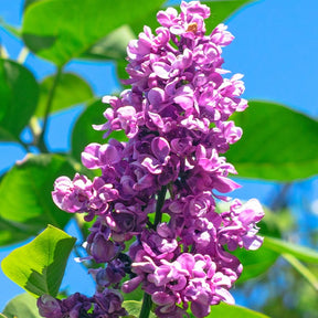 Verkauf Flieder ‘Charles Joly’ - Syringa vulgaris Charles Joly