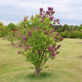Flieder ‘Charles Joly’ - Syringa vulgaris Charles Joly - Willemse