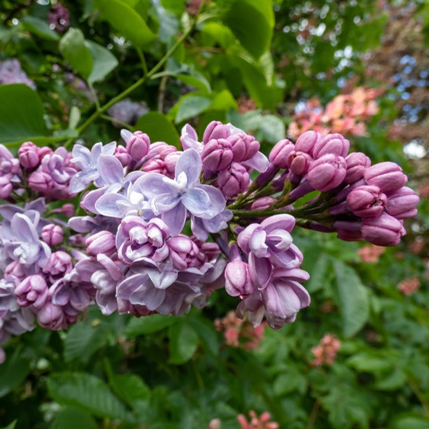 Gefüllter Flieder ‘Katherine Havemeyer’ - Syringa vulgaris Katherine Havemeyer - Willemse