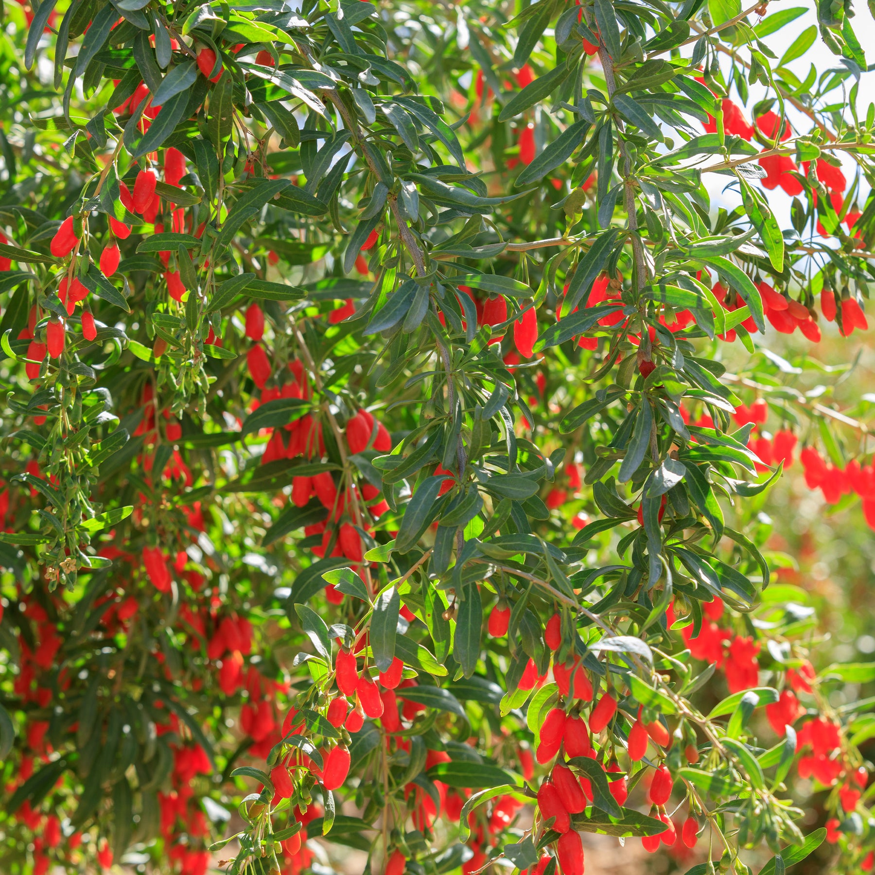 Andere Obstbäume und Sträucher - Gojibeere - Lycium barbarum