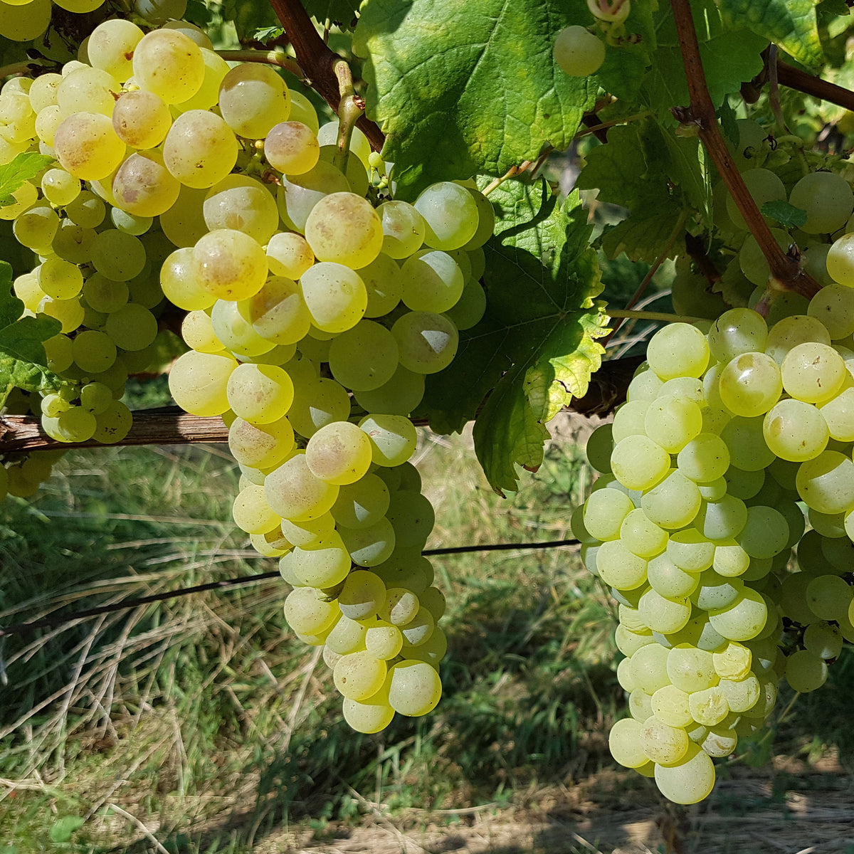 Weinrebe ‘Chasselas de Fontainebleau’ - Vitis vinifera chasselas de fontainebleau - Willemse