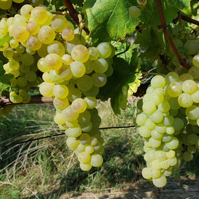 Weinreben-Kollektion (x4)