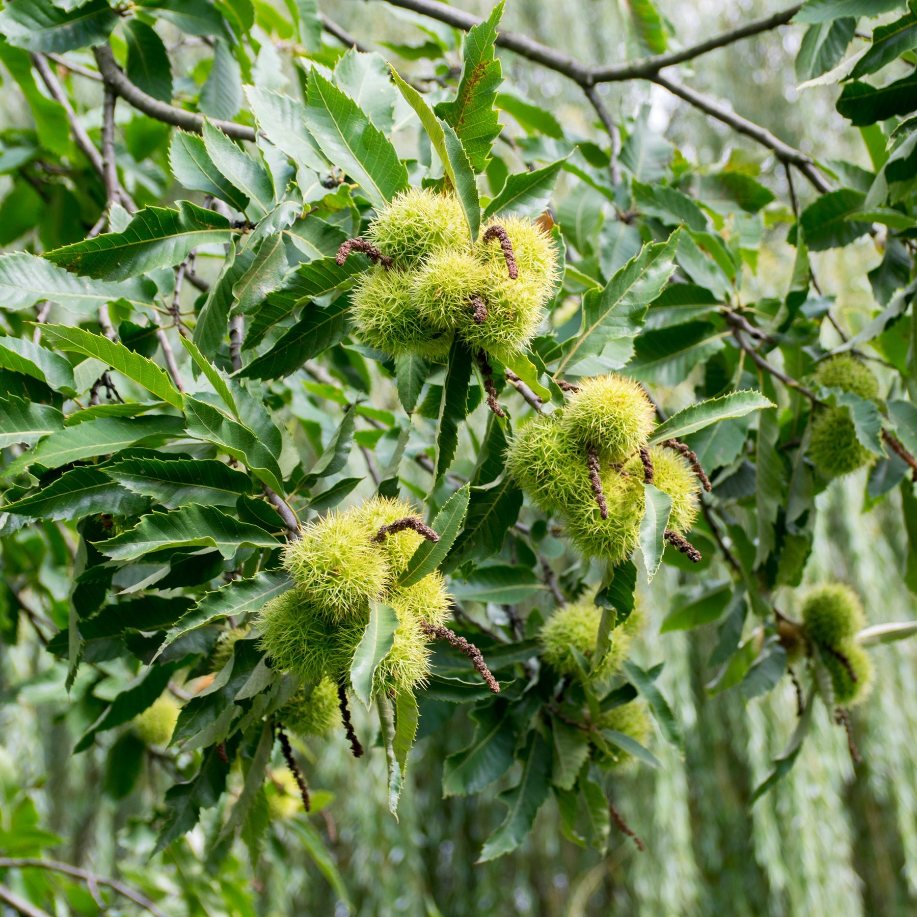 Verkauf Edelkastanie - Castanea sativa