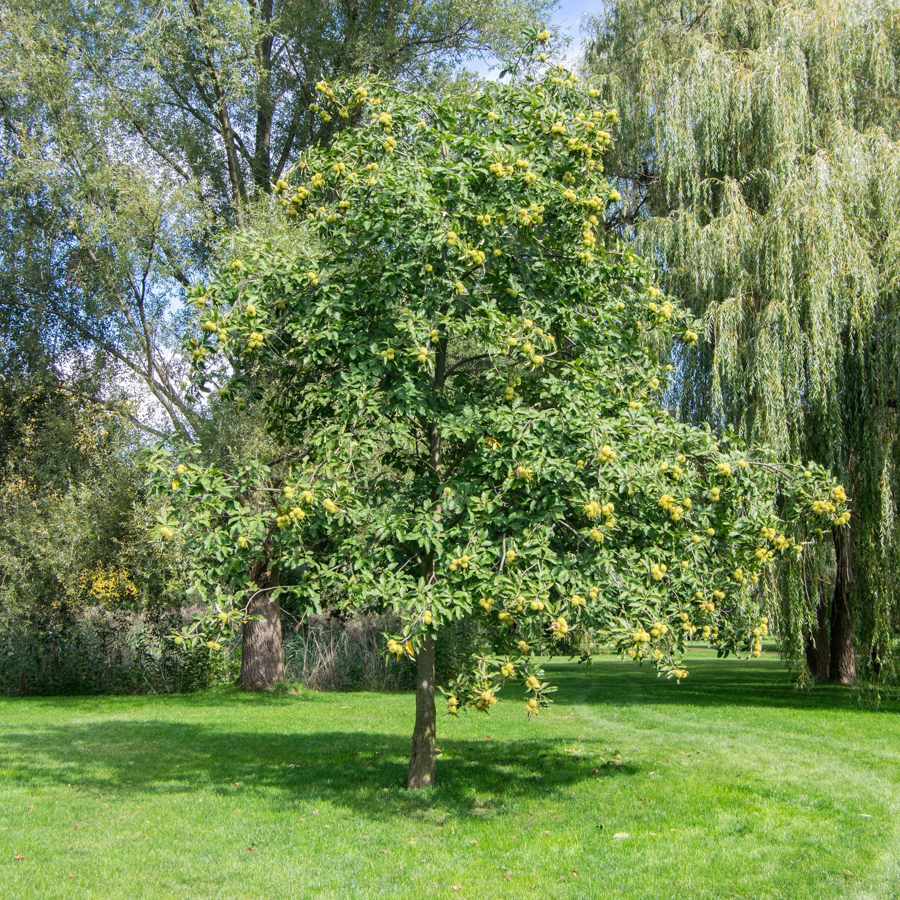 Castanea sativa - Edelkastanie - Kastanie