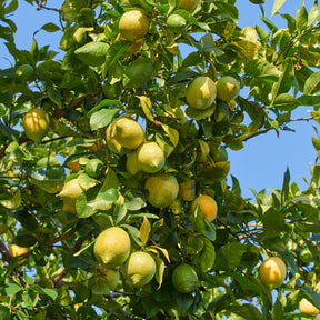 Zitronenbäume - Zitronen-Bäumchen 'Vulcan' - Citrus limon vulcan