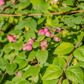 Schneebeere Mother of Pearl - Symphoricarpos doorenbosii mother of pearl - Willemse