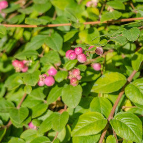Schneebeere Mother of Pearl - Symphoricarpos doorenbosii mother of pearl - Willemse