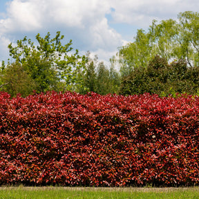 Glanzmispel 'Red Robin' (x3) - Willemse