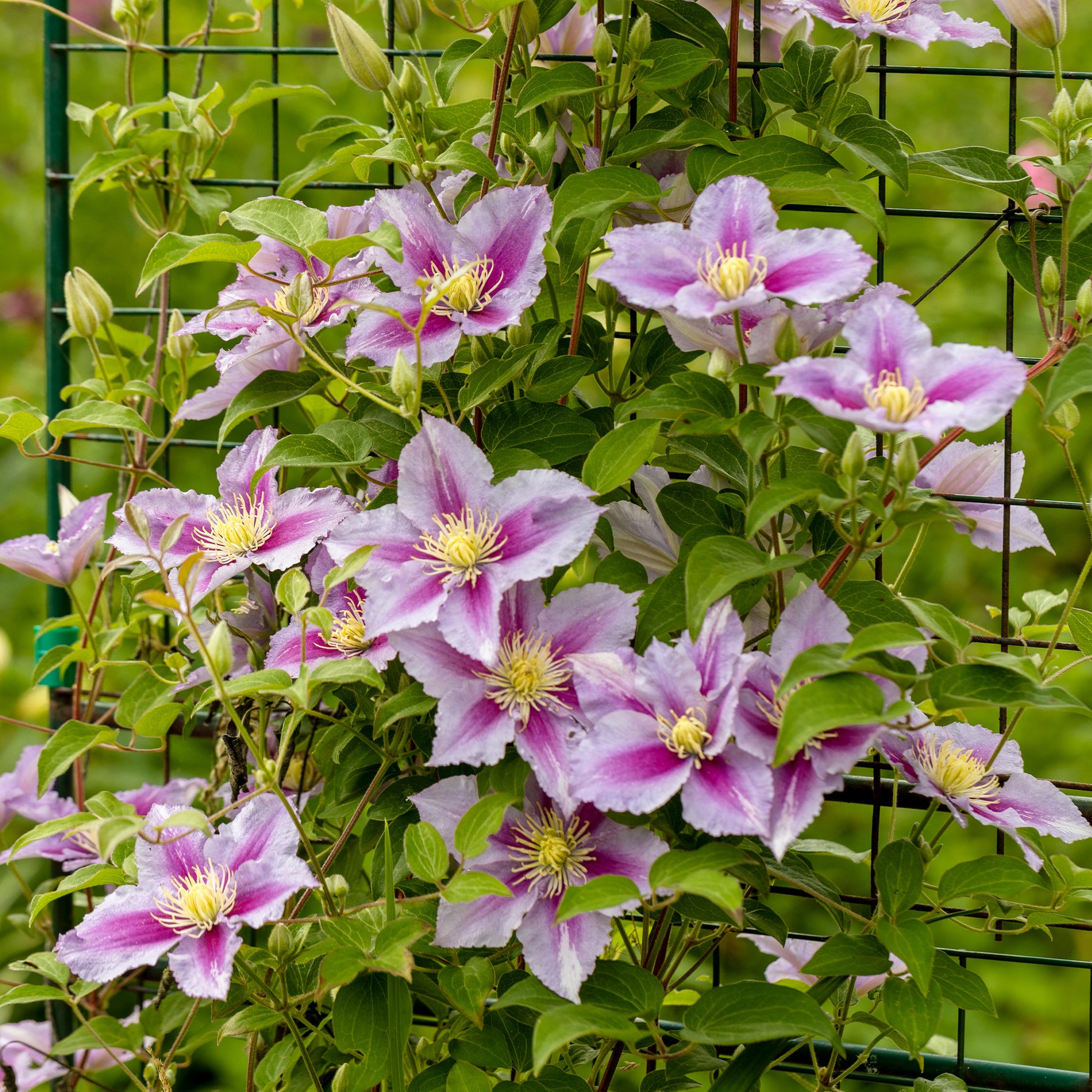 Clematis - Clematis 'Piilu' - Clematis patens Piilu