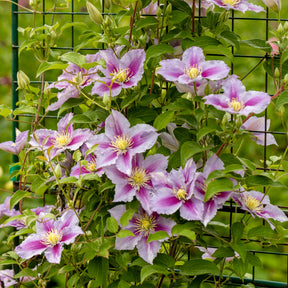 Clematis - Clematis 'Piilu' - Clematis patens Piilu