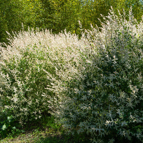 Harlekinweide - Hecke von 3 m Länge (x3) - Salix integra Hakuro Nishiki - Willemse