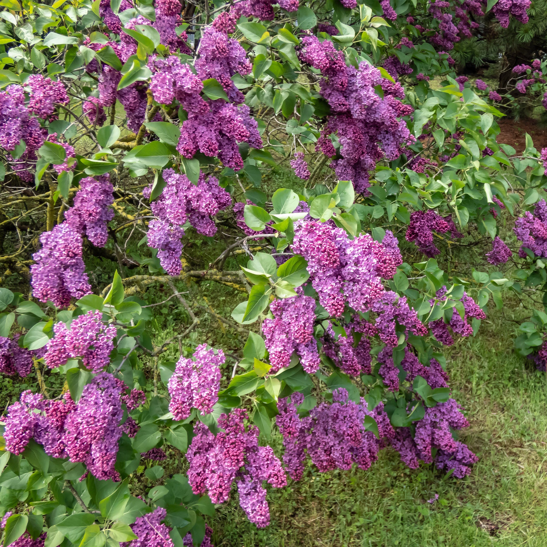 Hecken-Kollektion blühend & duftend (x12) - Syringa vulgaris, Forsythia x intermedia  Spectabilis, Lonicera fragrantissima, Clethra alnifolia, Philadelphus virginal, Rosa rugosa - Willemse
