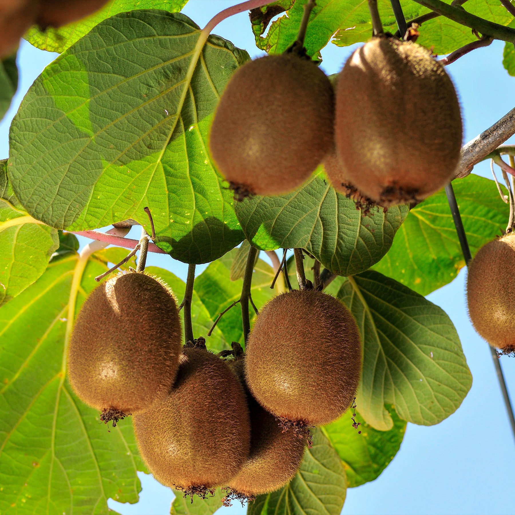Kiwi selbstfertiler 'Solissimo' - Willemse