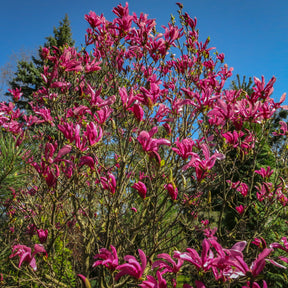 Magnolie ‘Susan’ - Magnolia Susan - Willemse