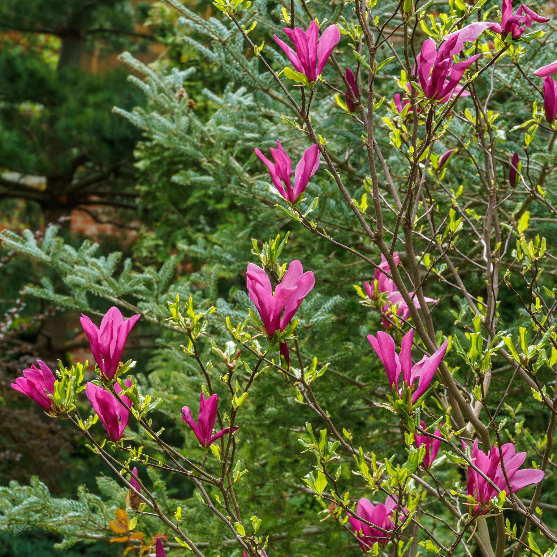 Magnolie ‘Susan’ - Willemse