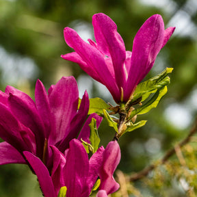 Magnolien - Magnolie ‘Susan’ - Magnolia Susan