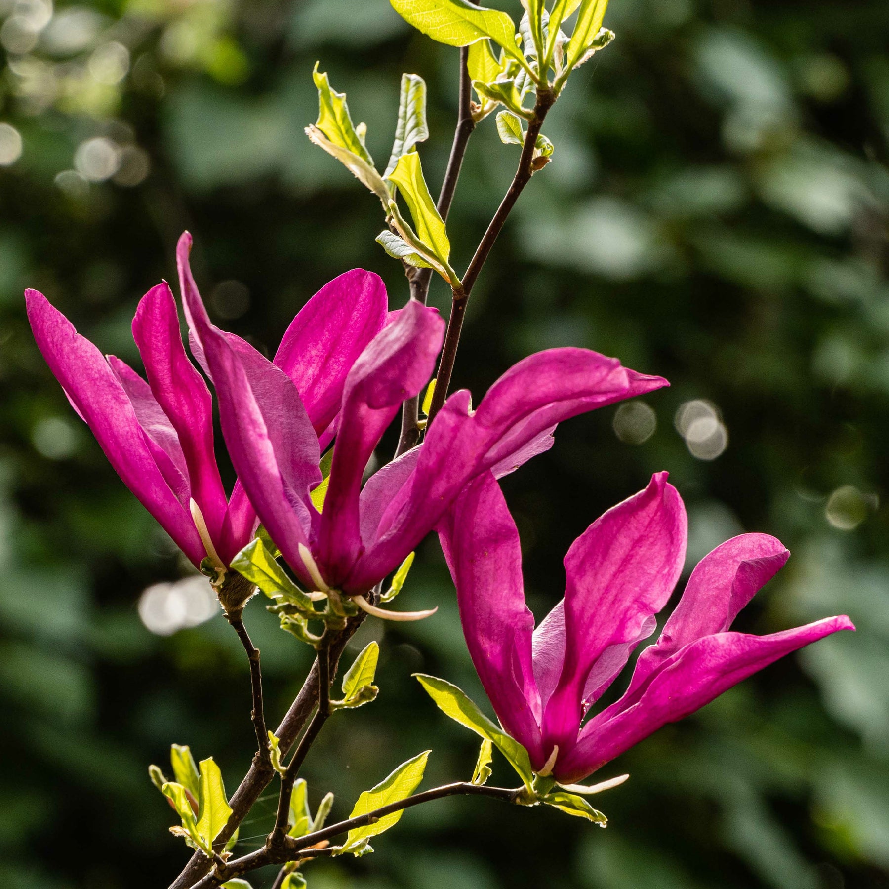 Magnolia Susan - Magnolie ‘Susan’ - Magnolien