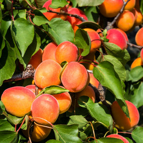 Aprikose ‘Pêche de Nancy’ - Prunus armeniaca Pêche de Nancy - Willemse