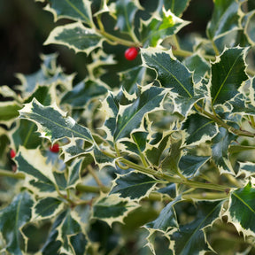 Weißbunte Stechpalme 'Argentea Marginata' stamm - Ilex aquifolium Argentea Marginata - Sträucher und Stauden