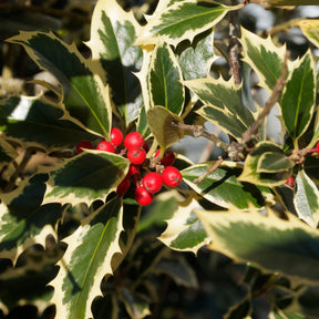 Weißbunte Stechpalme 'Argentea Marginata' stamm - Ilex aquifolium Argentea Marginata - Hecken