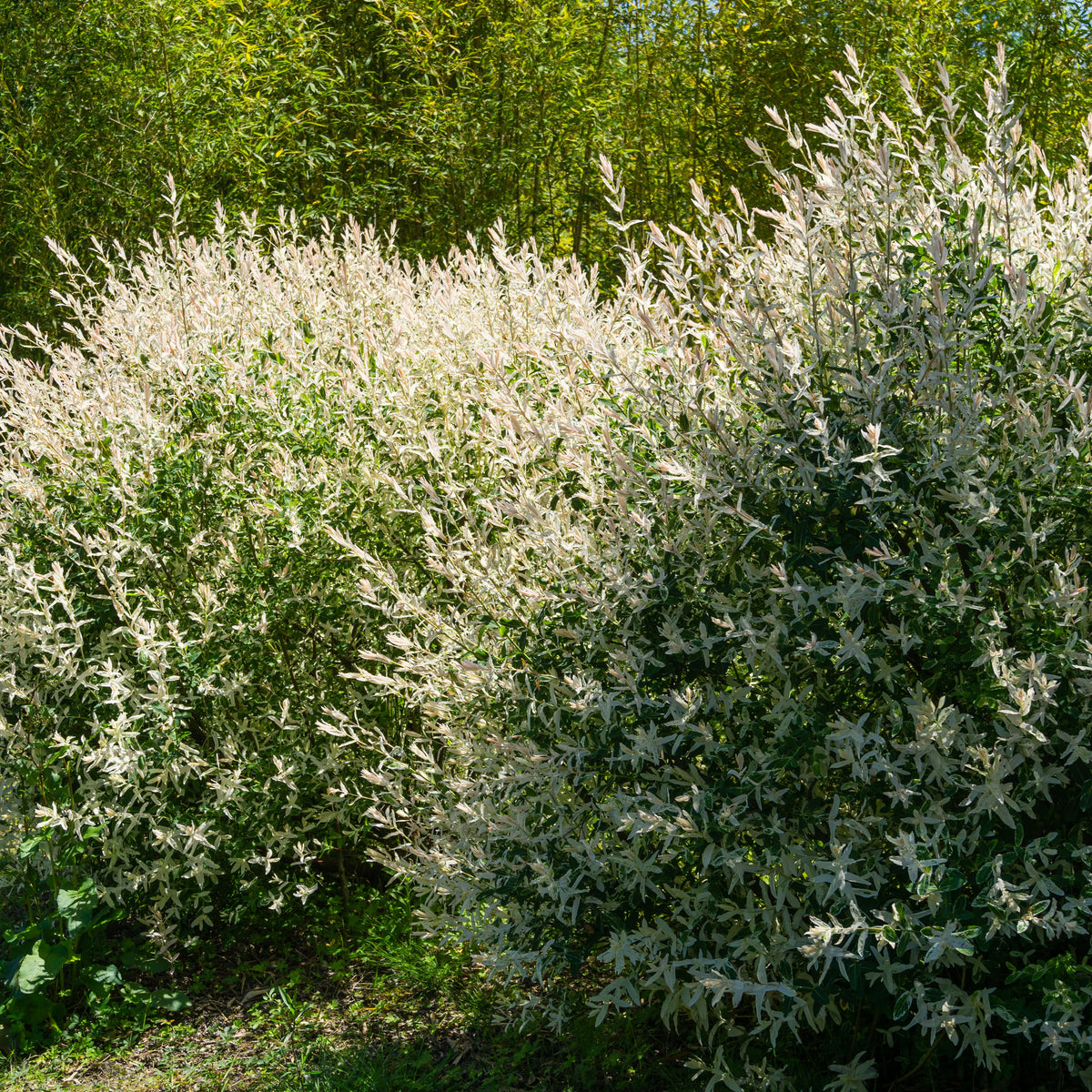 Salix integra hakuro nishiki - Harlekinweide - Weide
