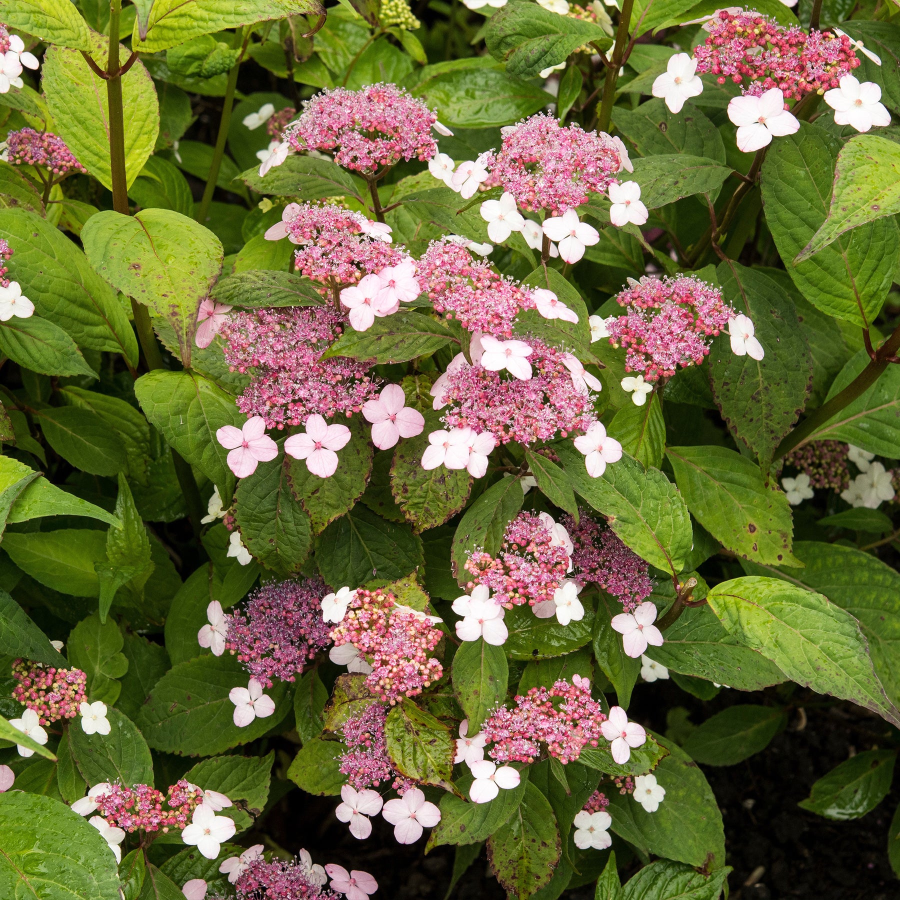 Hortensie Indian Summer - Hydrangea serrata Indian Summer - Willemse