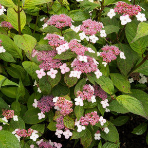Hortensie Indian Summer - Hydrangea serrata Indian Summer - Willemse