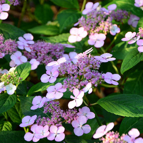 Hydrangea serrata Indian Summer - Hortensie Indian Summer - Hortensien