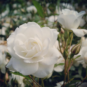 Stängelrosen - Hochstammrose ‘Korbin’ - Rosa korbin