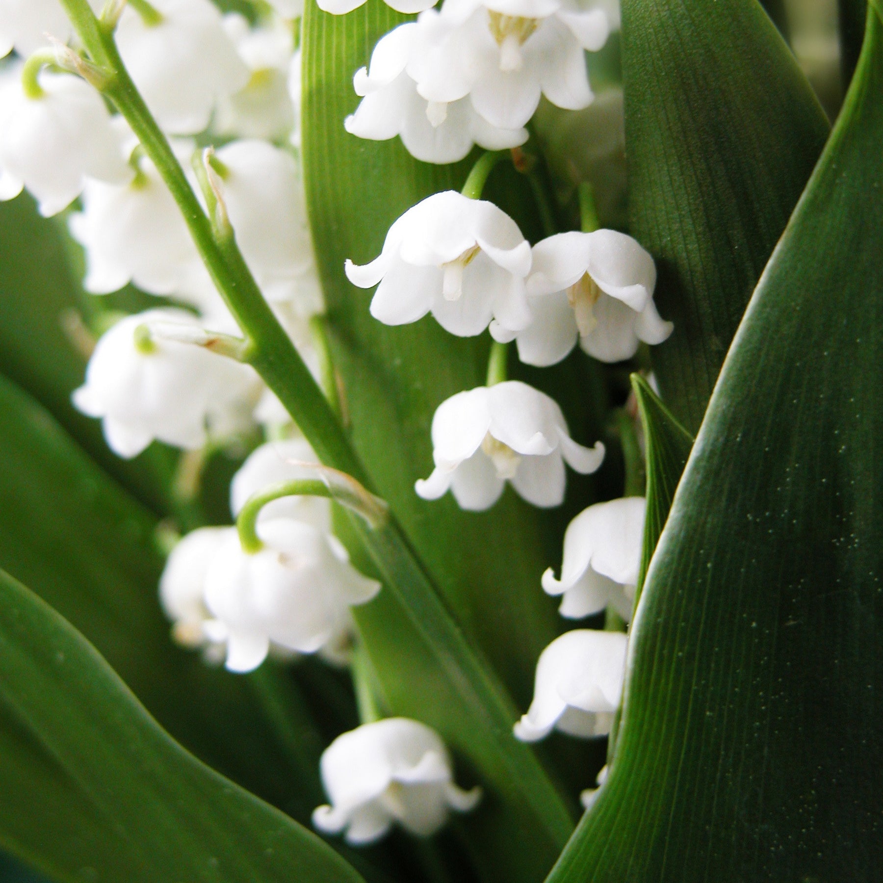 Maiglöckchen - Convallaria majalis - Willemse