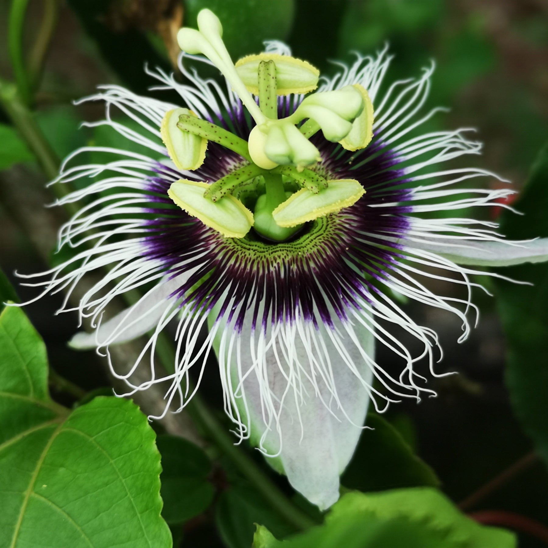 Passionsfrucht Frederick - Passiflora edulis frederick - Willemse