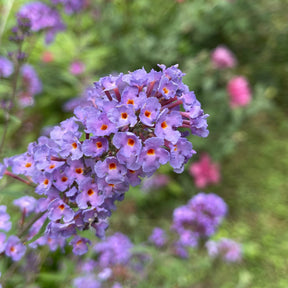 Schmetterlingsflieder Dreaming Lavender - Willemse