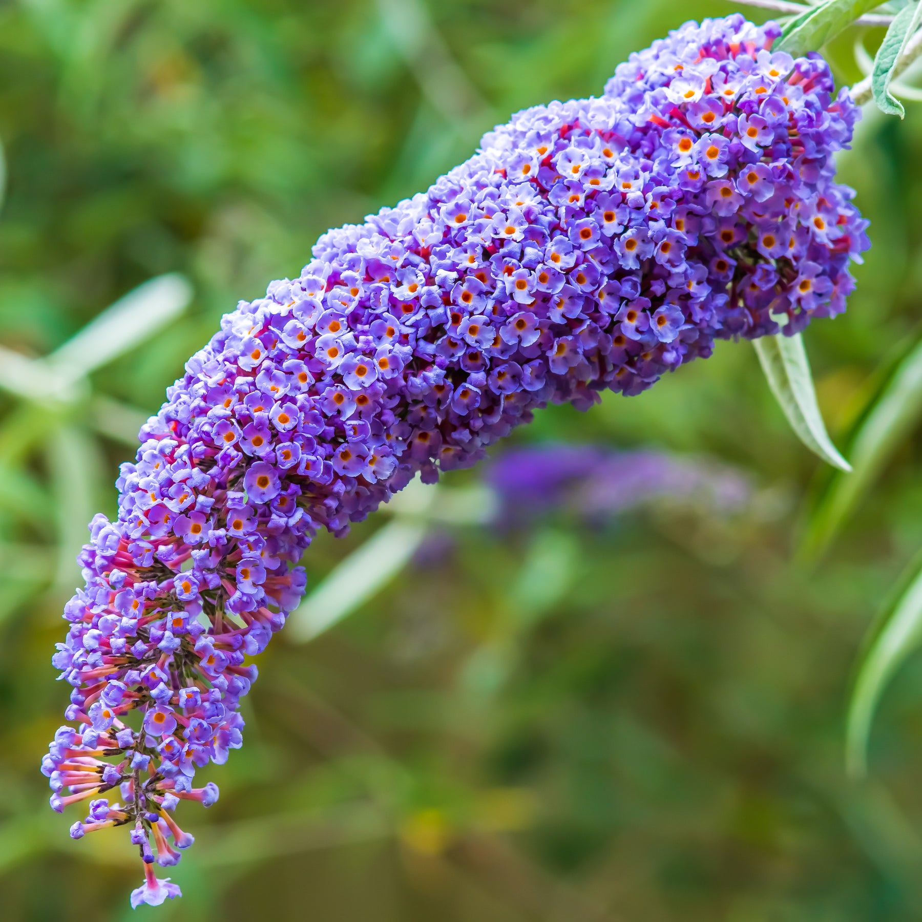 Schmetterlingsflieder Dreaming Lavender - Buddleja dreaming lavender - Willemse