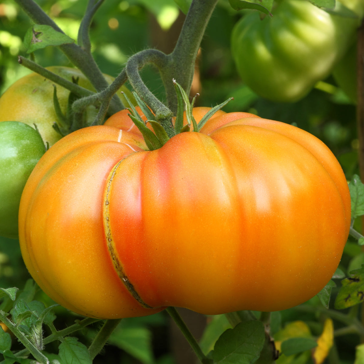 Fleischtomate Ananas - Willemse