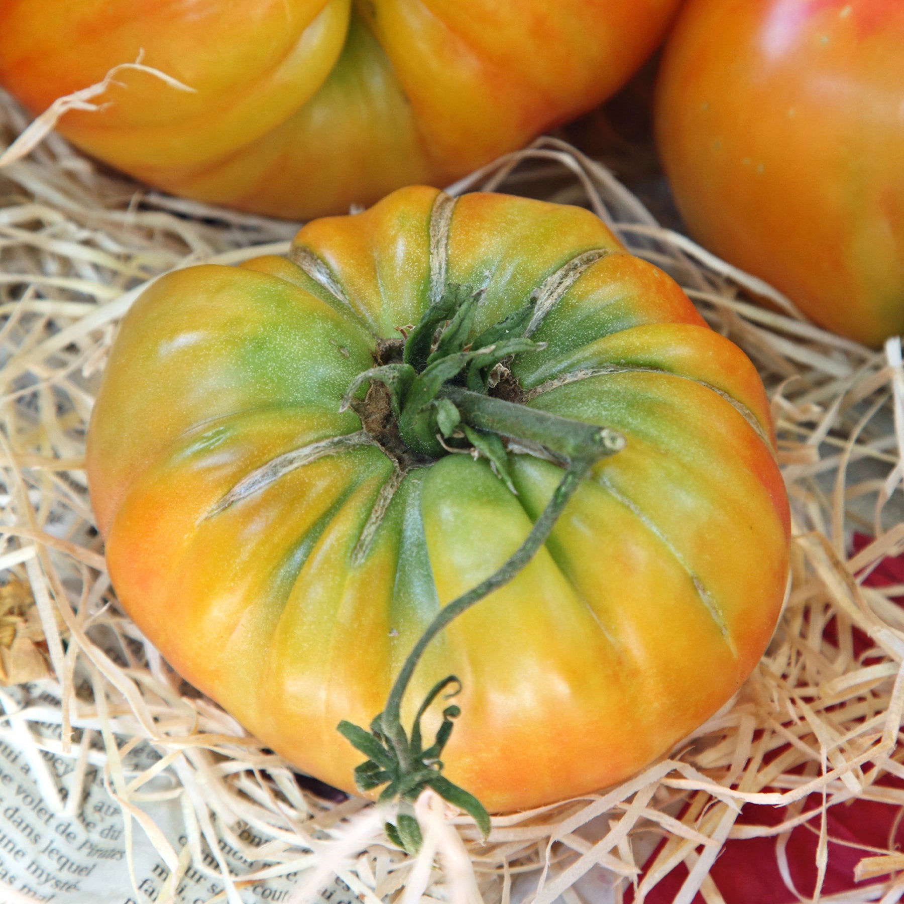 Fleischtomate Ananas - Solanum lycopersicum ananas - Willemse