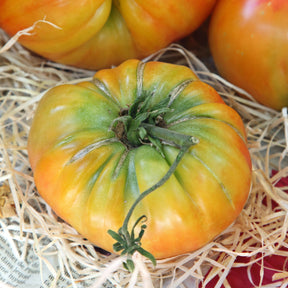 Fleischtomate Ananas - Solanum lycopersicum ananas - Willemse