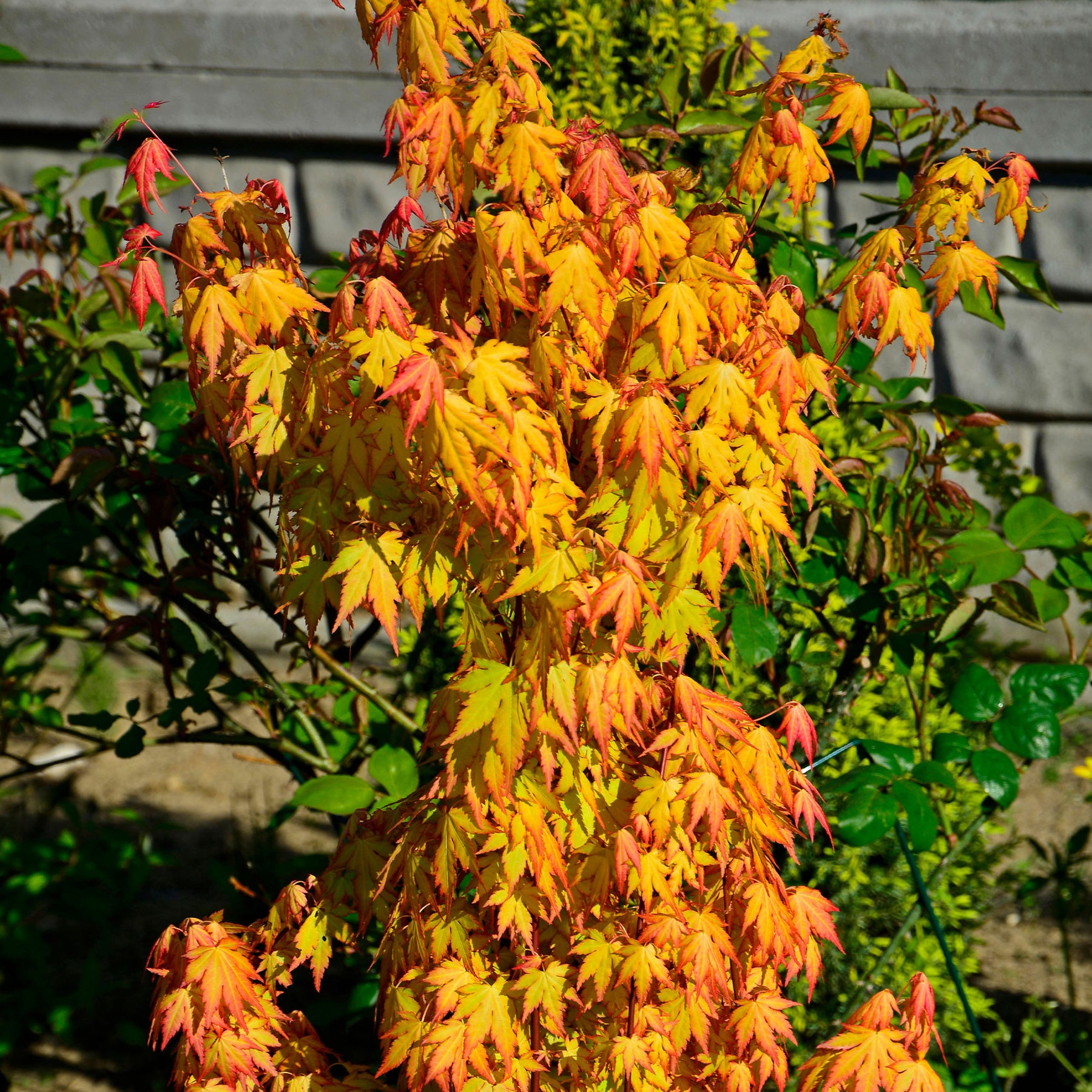 Fächerahorn 'Orange Dream' - Acer palmatum Orange Dream - Willemse
